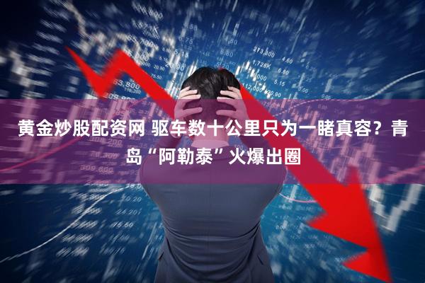 黄金炒股配资网 驱车数十公里只为一睹真容？青岛“阿勒泰”火爆出圈